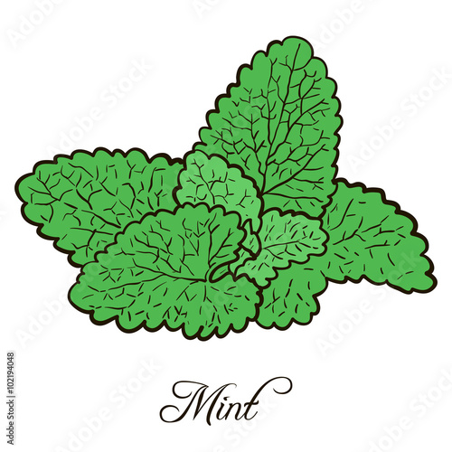 hand drawn mint plant with leaves