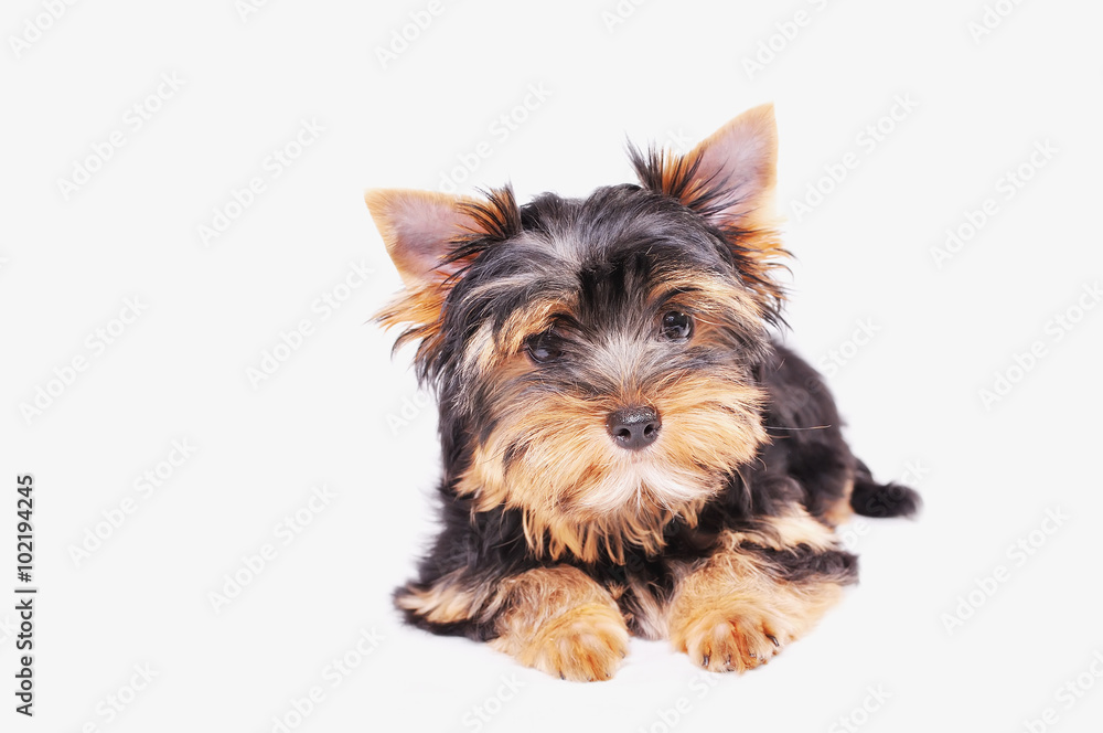 Yorkshire terrier puppy on a white background Yorkshire terrier puppy on a white background