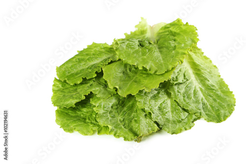 Fresh salad lettuce isolated on a white