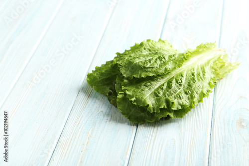 Fresh salad lettuce on a blue wooden background