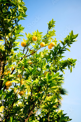 bergamot plant and fruits