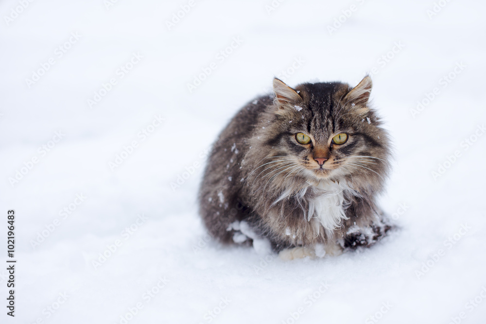 Homeless cat freezing on snow in winter Homeless cat freezing on snow in winter
