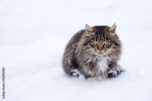 Homeless cat freezing on snow in winter