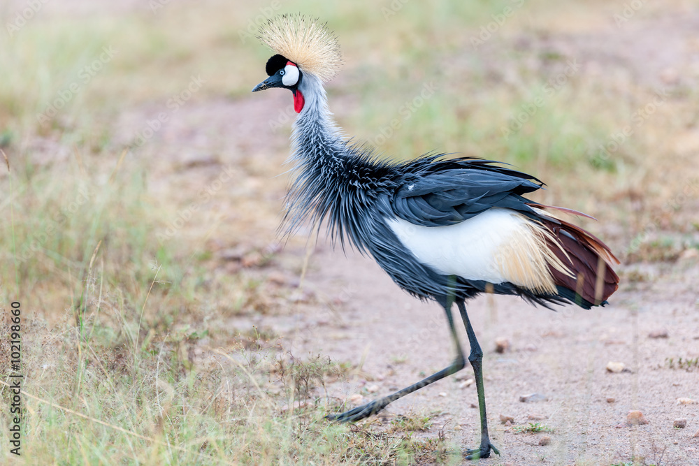 Fototapeta premium crowned crane