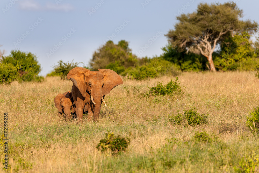 Obraz premium elephant