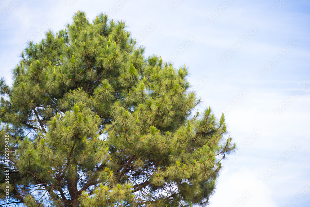pine tree with blue sky pine tree with blue sky