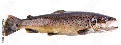 Brown trout fish isolated on white background