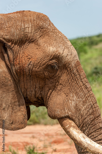 Canvas Print elephant