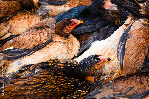 Hens on a farm. Organic food. Background. © Tim UR