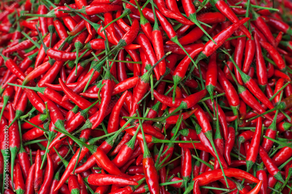 Fresh hot chili pepper. Red background.