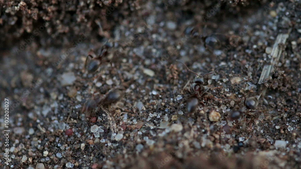Ants fast running to work Ants fast running to work