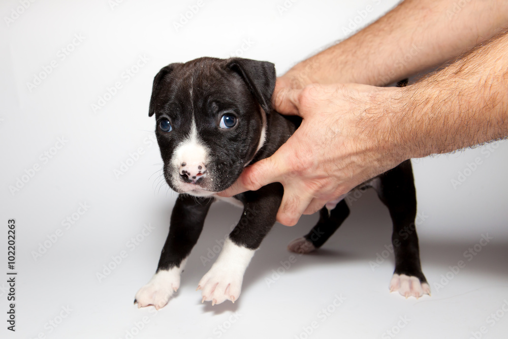 stafford puppy isolated