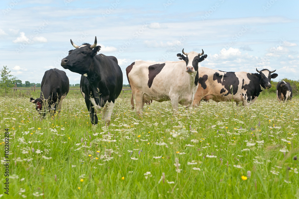 Black and white cows with figure cutout ear marks grazing on the blossoming meadow

