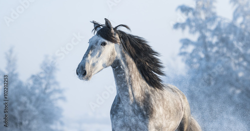 Portrait of grey purebred Spanish horse © Kseniya Abramova