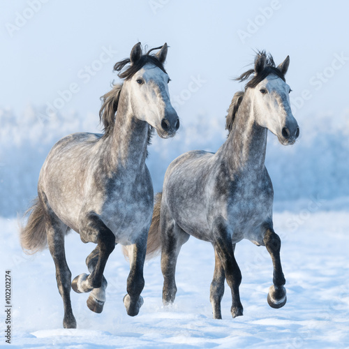 Two galloping Spanish horses close up
