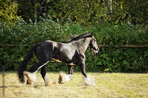 Black shire horse in the shade of a tree in sunshine on farmland