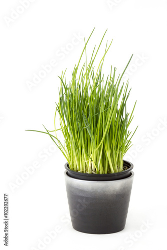 fresh chives in a pot