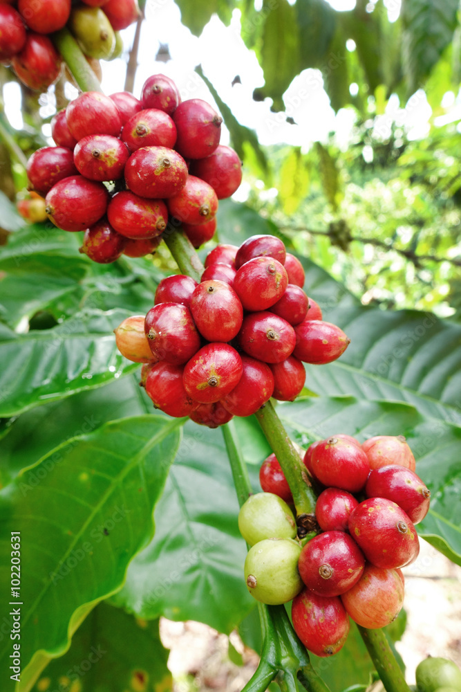 Coffee beans ripening on a tree. Coffee beans ripening on a tree.