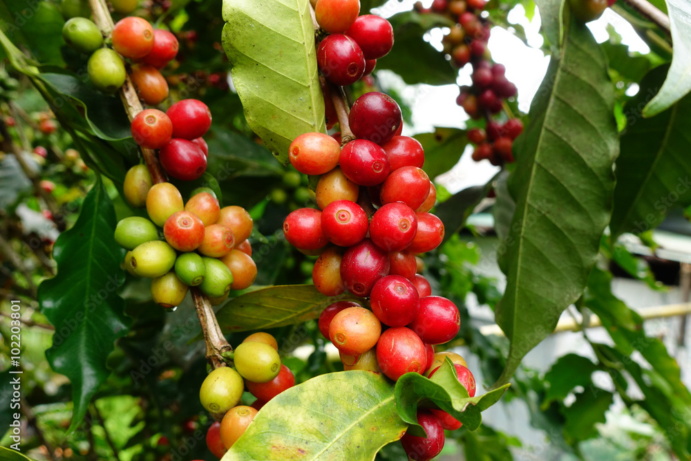 Coffee beans ripening on a tree. Coffee beans ripening on a tree.
