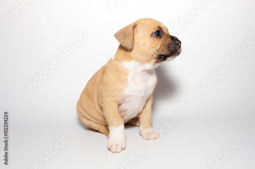 stafford puppy isolated