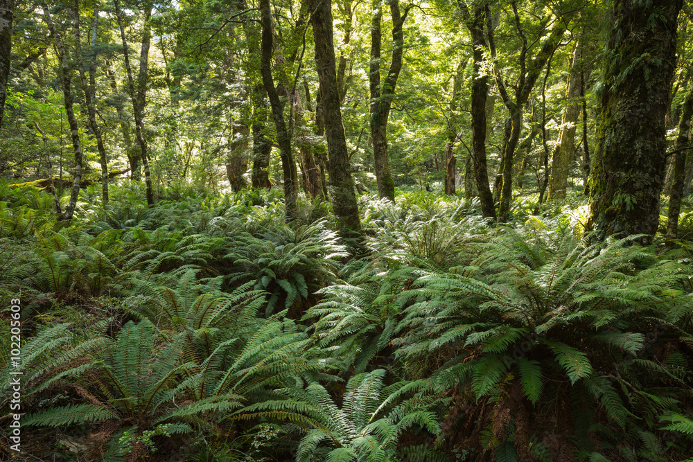 Naklejka premium Forest ferns cover the rainforest