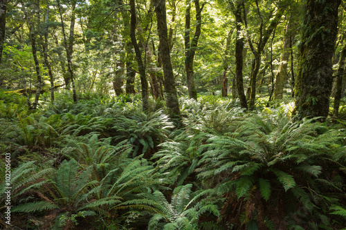 Forest ferns cover the rainforest