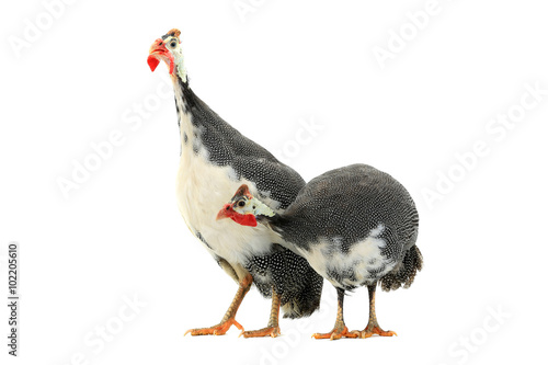 Guinea fowl photo