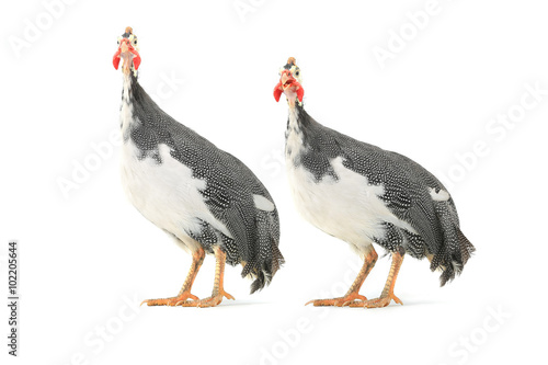 Guinea fowl