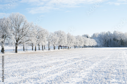 Wintry landscape and frosty branch