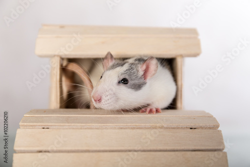 rat in a wooden house