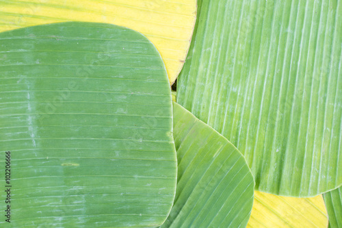 Banana leaves for wrapping food as dishware