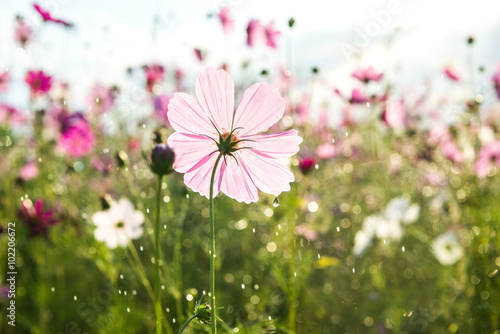Fototapeta Naklejka Na Ścianę i Meble -  Beautiful cosmos flower with rain