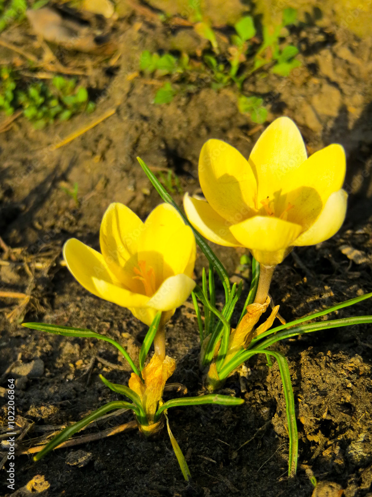 Obraz premium Crocuses