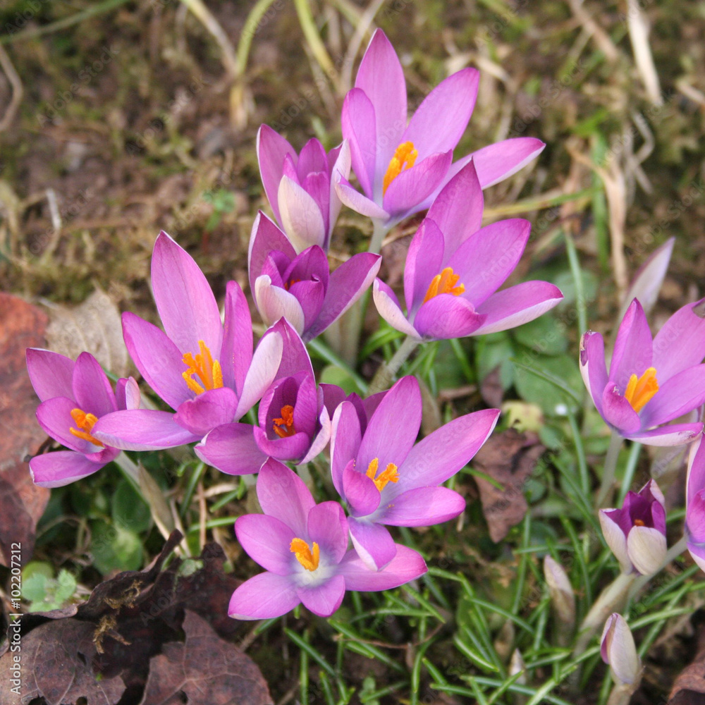 Crocus viola in giardino Crocus viola in giardino