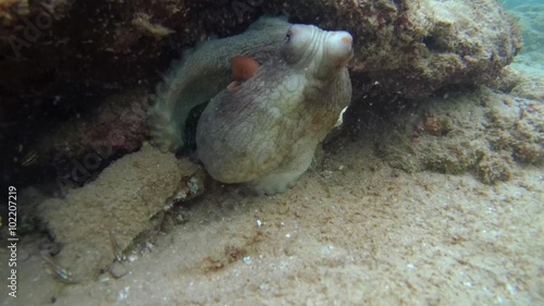 Cyane's octopus (Octopus cyanea) comes out from under the stone, Indian Ocean, Hikkaduwa, Sri Lanka, South Asia 
 photo