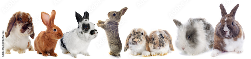 Fototapeta premium group of Rabbits