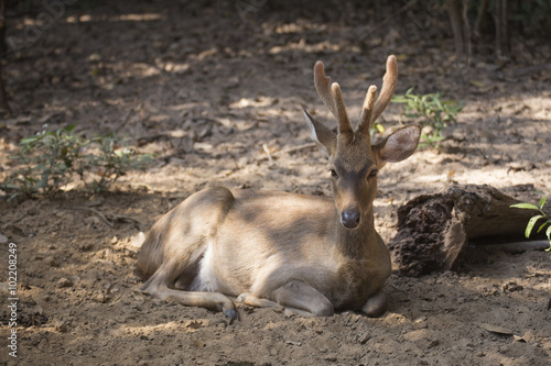 Deer resting © kungverylucky