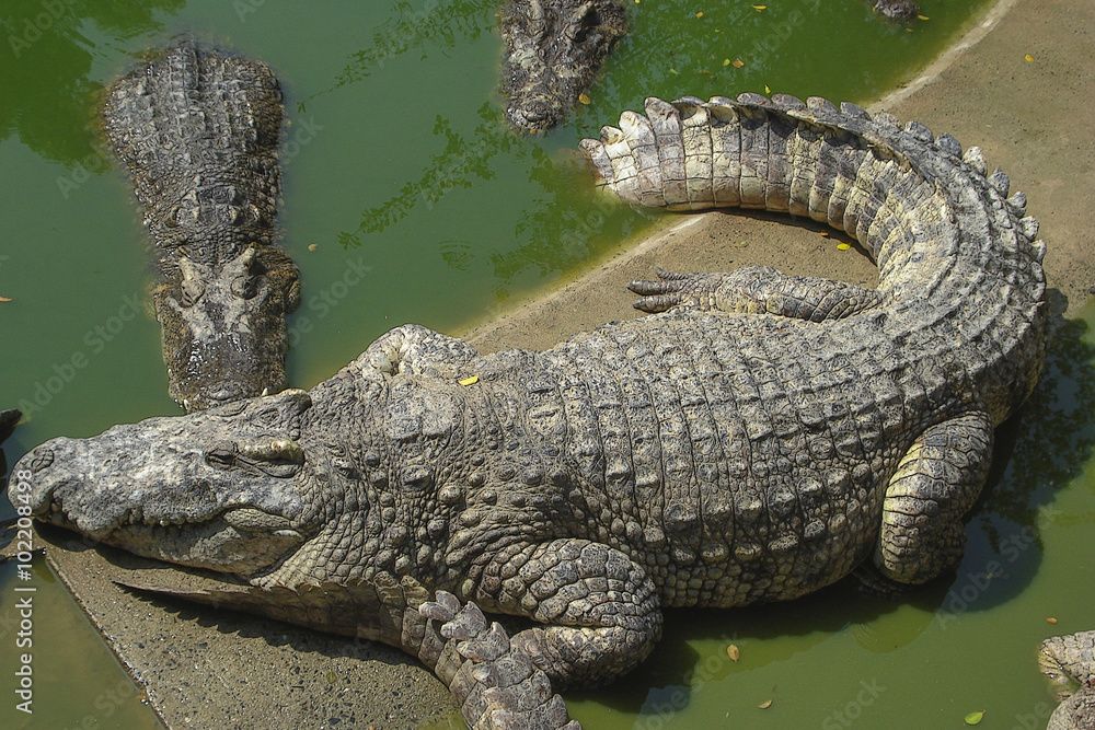 Crocodiles in the pool Crocodiles in the pool