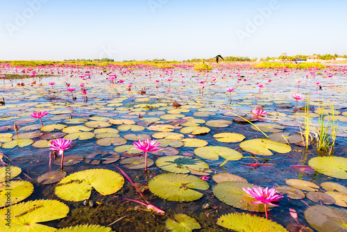 Lotus, lake, landscape. Udon Thani, Thailand, Southeast Asia.