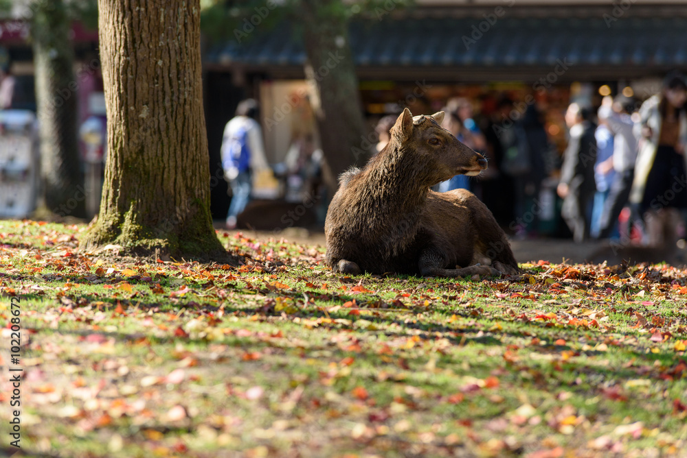 奈良公園の鹿 奈良公園の鹿