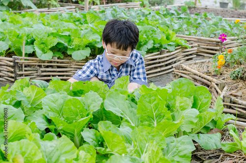 Asian boy working in vegetable farm