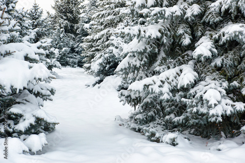 Bright winter landscape. Snowy fir trees. © soleg