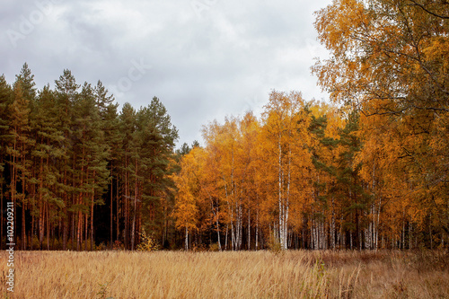 Russia. Landscape. Wood late fall