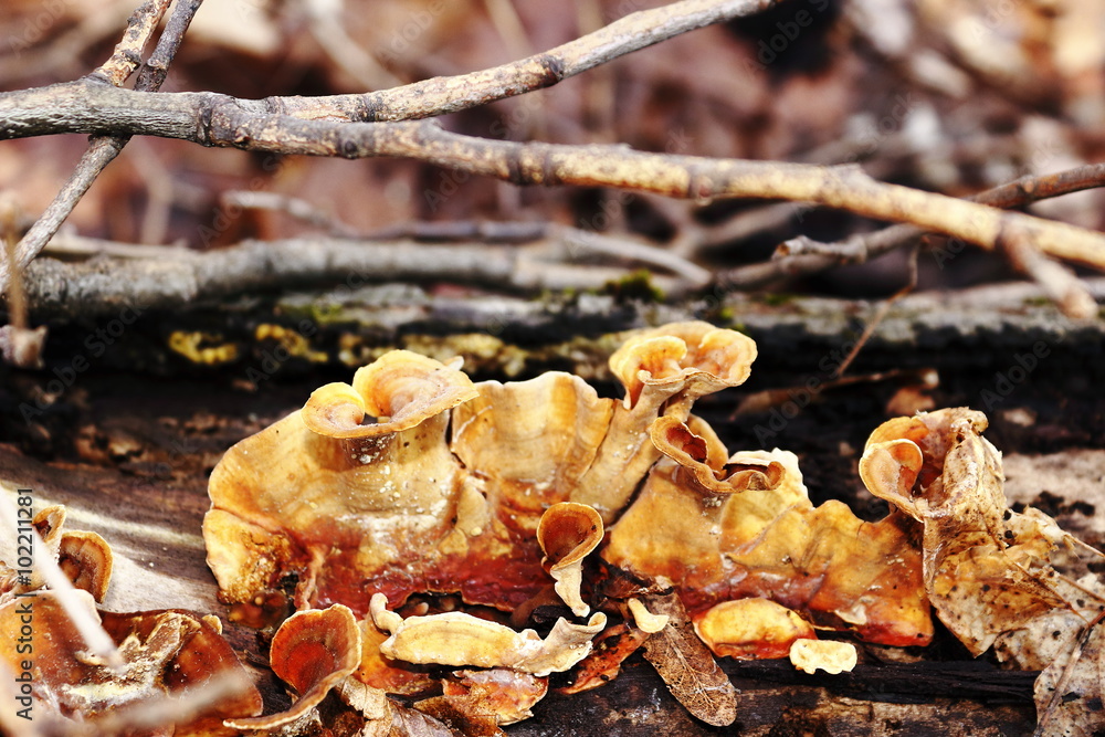 A poisonous mushroom cloud A poisonous mushroom cloud