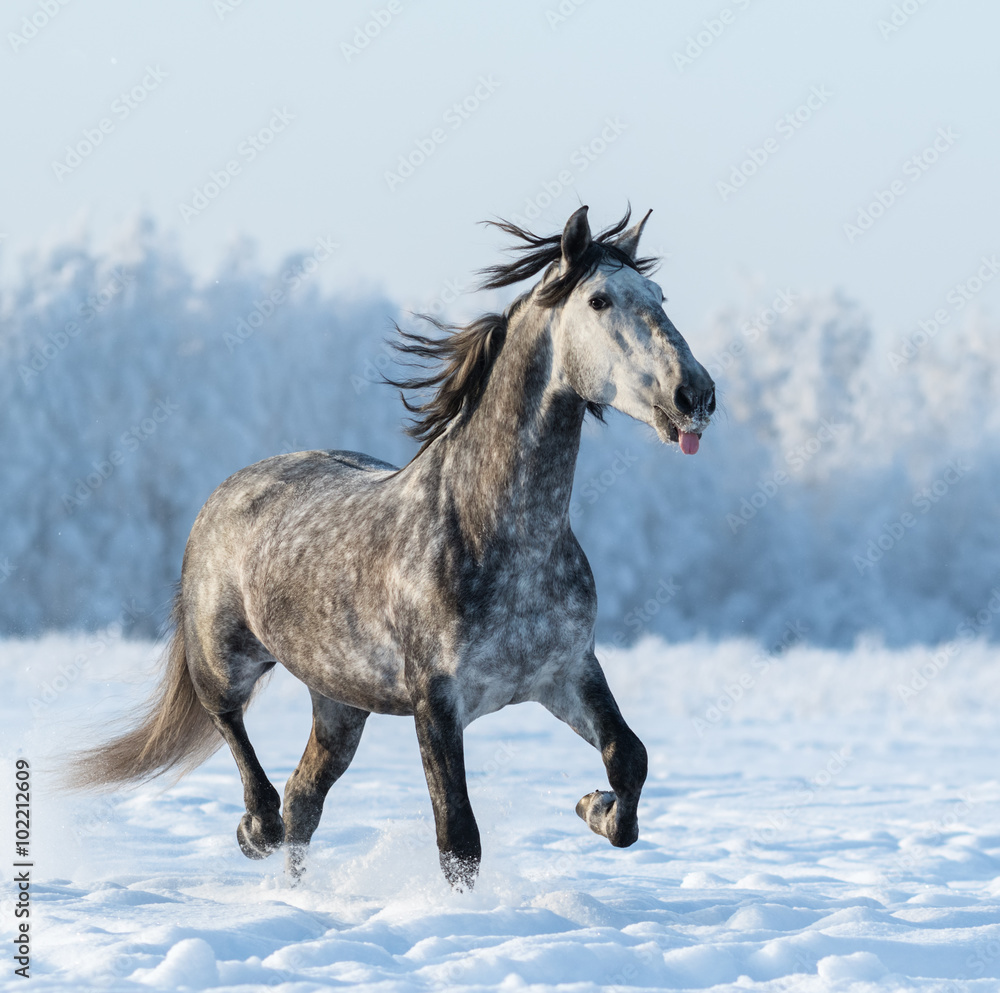 Funny grey horse puts out tongue