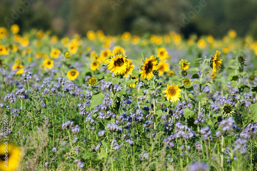 Sunflower field not far forest