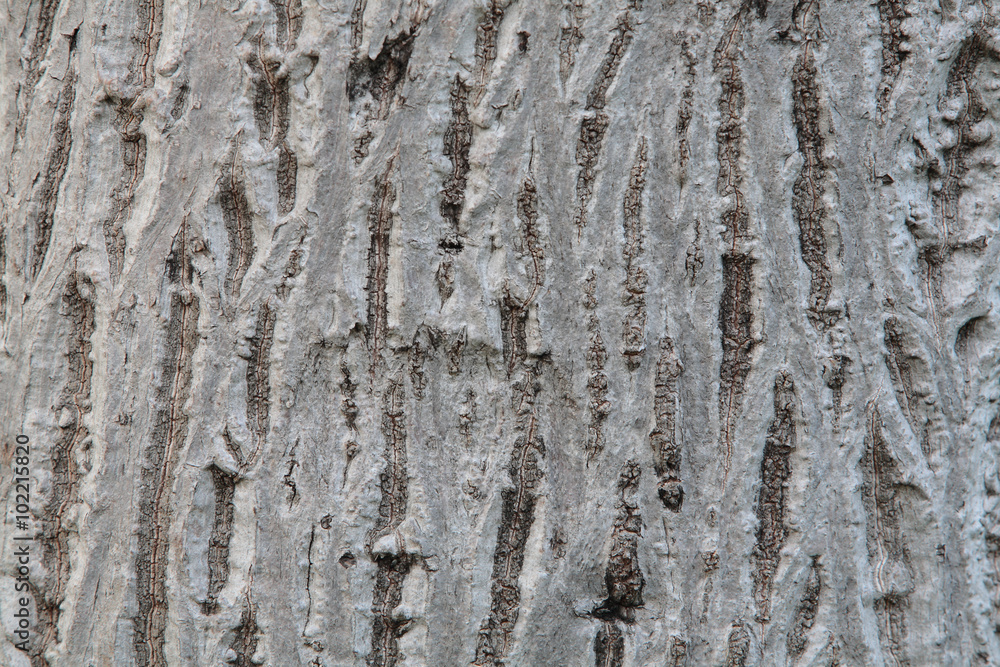 Obraz premium tree bark texture