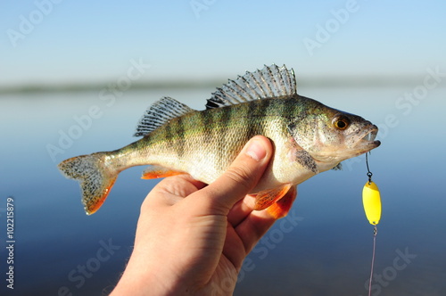 Perch Fishing