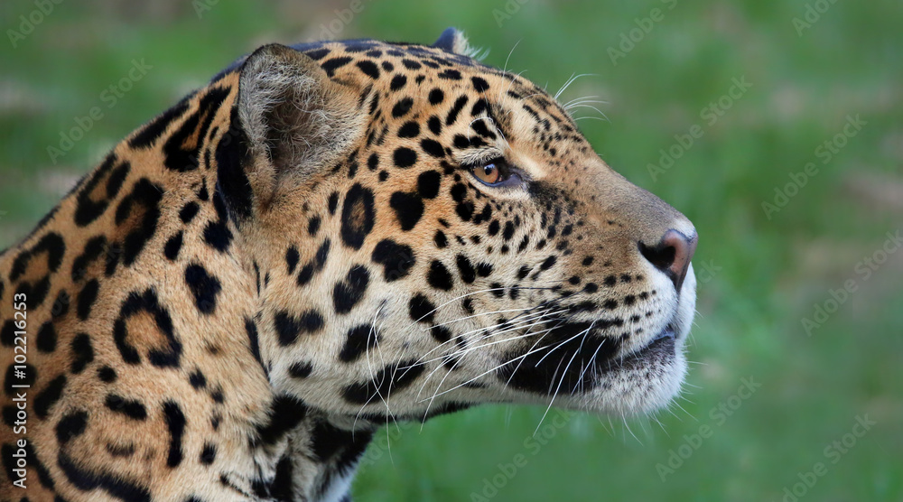 Fototapeta premium Portret samca jaguara (Panthera onca)