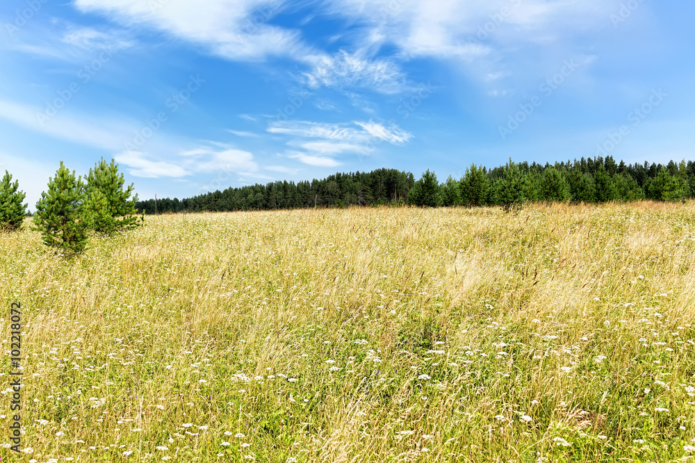 Fototapeta premium Green meadow blue sky with clouds and edge of forest